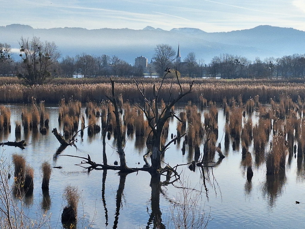 Schleierl__cher XSinz 2025-12-16 at 20_47_55.jpeg