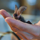 Bilder Tiere Zukunftspfoten