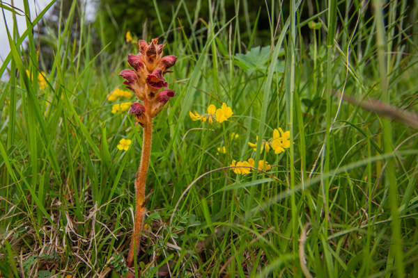 Sommerwurz-in-den-Klostertaler-Bergwaelder--NSV-Verwall-Foto-Alex-Gritsch n.jpg