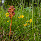 Sommerwurz-in-den-Klostertaler-Bergwaelder--NSV-Verwall-Foto-Alex-Gritsch n.jpg