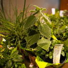 DSC05836.JPG