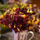 DSC05839.JPG