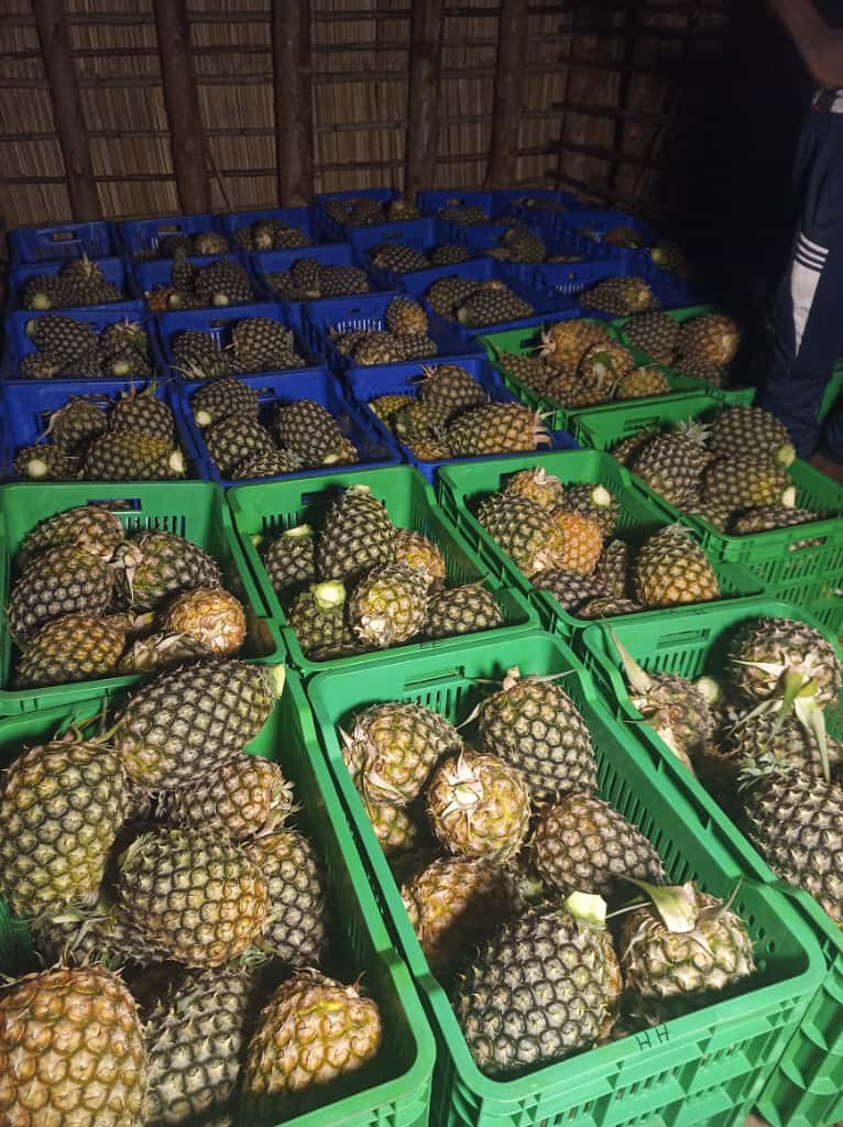 WhatsApp Image 2025-10-16 at 19_22_17.jpeg