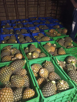 WhatsApp Image 2025-10-16 at 19_22_17.jpeg