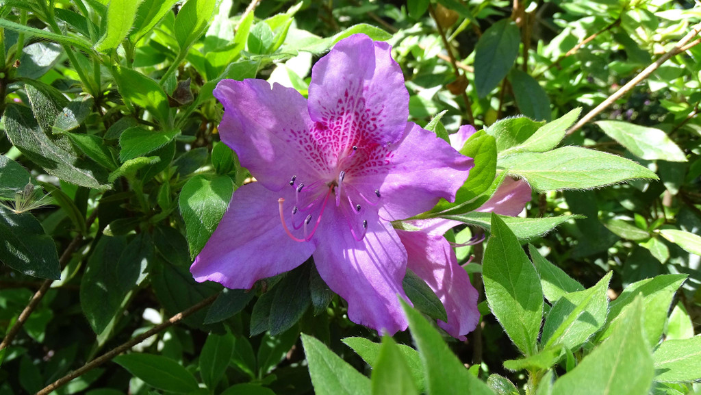 Blume 1.jpg
