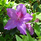Blume 1.jpg