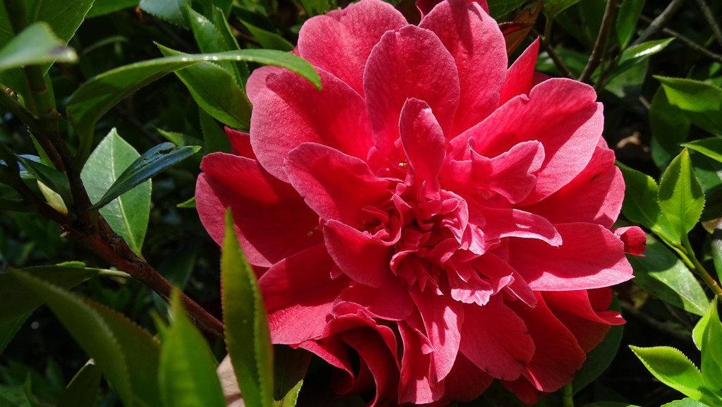 Blume 2.jpg