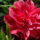 Blume 2.jpg