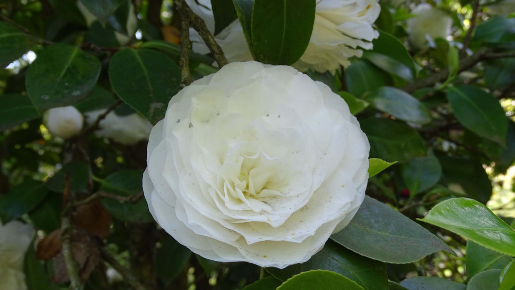 Blume 4.jpg