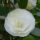 Blume 4.jpg