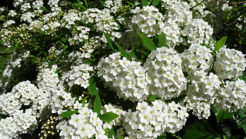 Blume 5.jpg