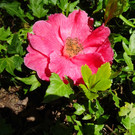 Blume 6.jpg