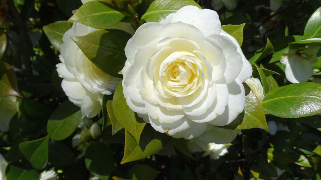 Blume 7.jpg