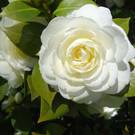 Blume 7.jpg
