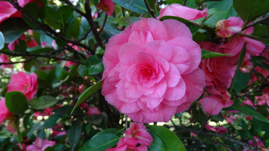 Blume.jpg