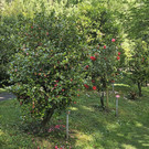 Camelienpark.jpg