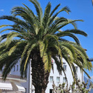 Locarno1.jpg