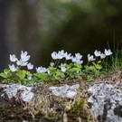 DSC00411.jpg
