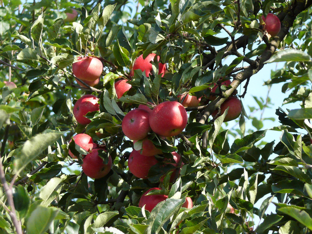 1 M__hl Apfelbaum_ c Rammel _6_.JPG