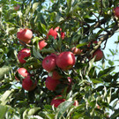 1 M__hl Apfelbaum_ c Rammel _6_.JPG