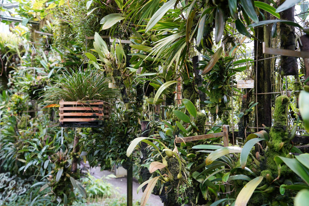 7 Orchideenhaus St_ Gallen.JPG