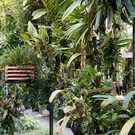 7 Orchideenhaus St_ Gallen.JPG