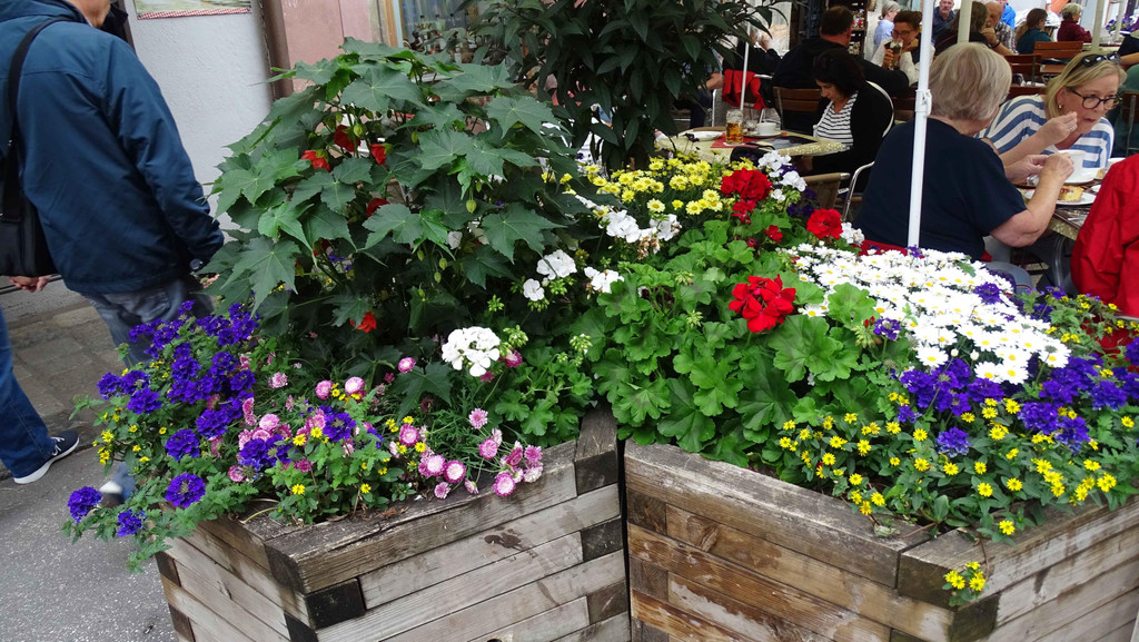 Blumen 1.jpg