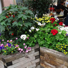 Blumen 1.jpg