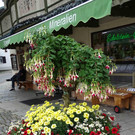 Blumen 2.jpg