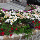 Blumen.jpg