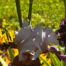 Schattengarten-Besichtigung