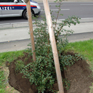 Mysterium um versunkenen Baum bald geklärt