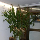 40 Jahre Trachtengruppe Nüziders