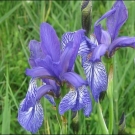 Iris, Sibirische Schwertlilie