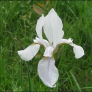 Vor allem im Unterried sind weiße Exemplare der Sibirischen Schwertlilie (Iris sibirica) zu finden