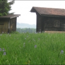 die Bienen freuen sich auch