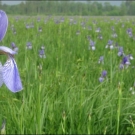 Die Schwertlilien verwandeln die Wiesen in ein leuchtend blaues Blütenmeer