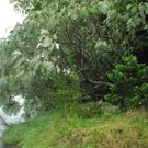 Stürmschäden in Göfis