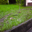 Hochwasser in Unter-Batschuns _2_.jpg