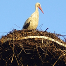 Storchenparadies Rheindelta