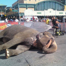 Feuerwache badet Elefant