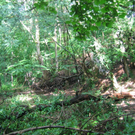 IMG_1451.JPG