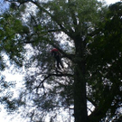Baumpflege Schwarzbad 2009 _1_.jpg