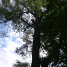 Baumpflege Schwarzbad 2009 _2_.JPG