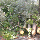 Baumpflege Schwarzbad 2009 _3_.JPG