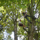Baumpflege Schwarzbad 2009 _7_.JPG