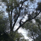 Baumpflege Schwarzbad 2009 _8_.JPG