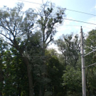 Baumpflege Schwarzbad 2009 _10_.JPG