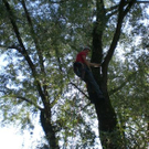 Baumpflege Schwarzbad 2009 _11_.JPG