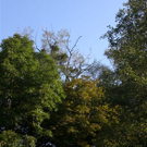 Baumpflege Schwarzbad 2009 _14_.JPG